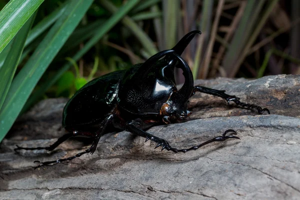 Escarabajo de tres cuernos (Chalcosoma caucasus ) —  Fotos de Stock