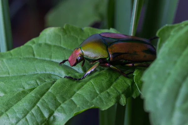 Цветочный жук — стоковое фото