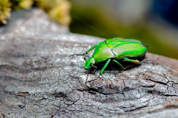 yeşil çiçek böcek