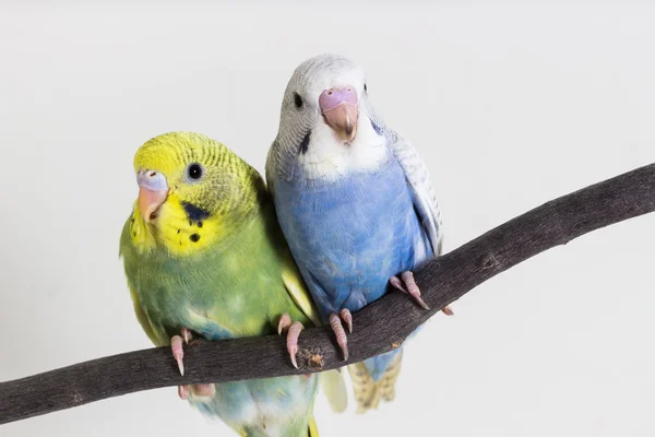 Roztomilý Papoušek vlnitý, Andulka, ptáček — Stock fotografie