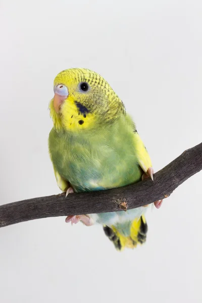 Little Cute Budgerigar Budgie Bird Белом Фоне — стоковое фото