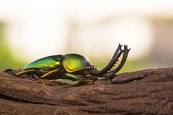 Escarabajo Ciervo Verde (Lamprima adolphinae ) — Foto de Stock
