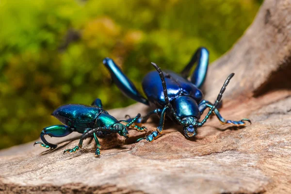Escarabajo de la hoja con patas de rana — Foto de Stock