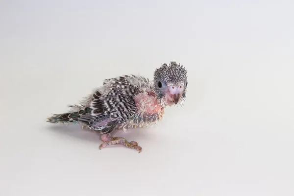 Chick Budgie, Budgarigar Bird Chick — Stock Photo, Image