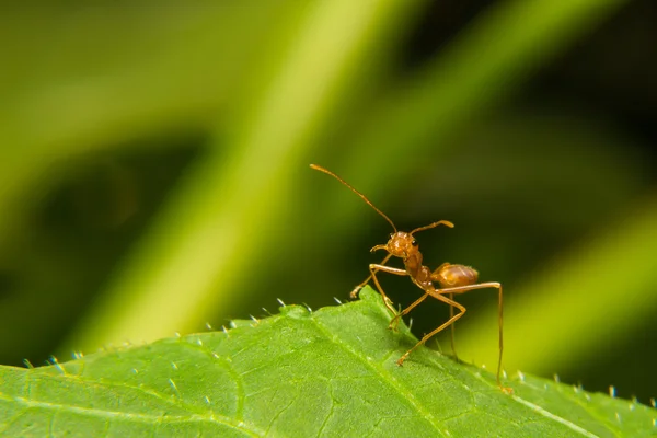 Semut merah tunggal — Stok Foto