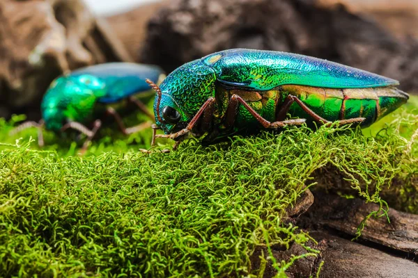 Jewel Beetle (Sternocera ruficornis), kever — Stockfoto