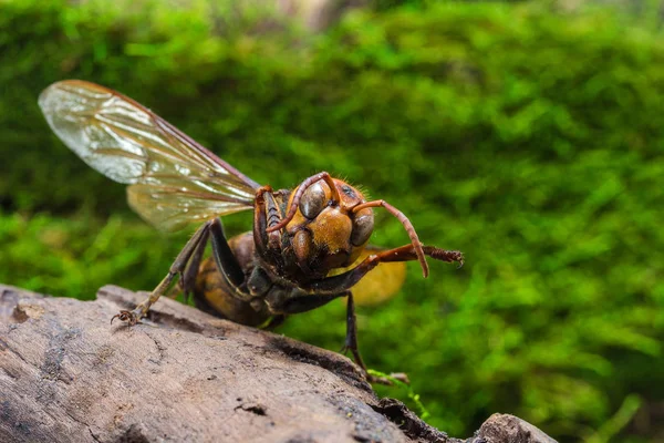 Guêpe orange, Insecte — Photo