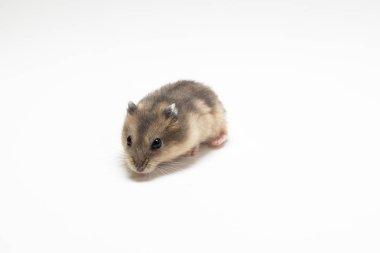 Küçük ve şirin Hamster