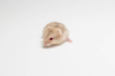 Küçük ve şirin Hamster