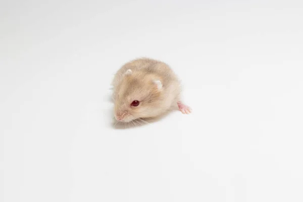 Liten och söt Hamster — Stockfoto