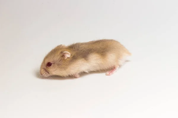 Kleiner und niedlicher Hamster — Stockfoto