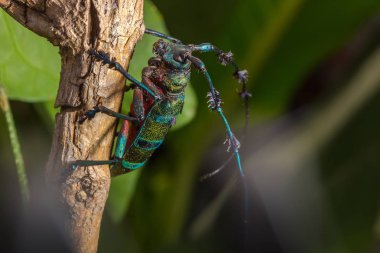 Longhorn böceği (Diastocera affinis), Beetle