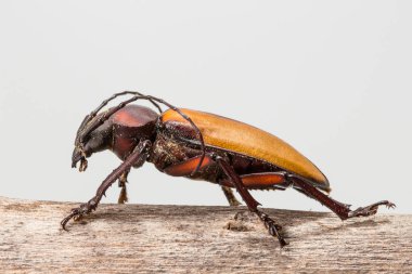 Longhorn böcek (Rhaphipodus fruhstorferi), Beetle