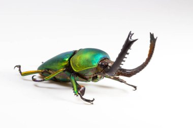 Geyik böceği (Lamprima adolphinae), Beelte