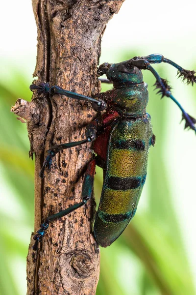 Escarabajo de cuerno largo (Diastocera wallichi), Escarabajo — Foto de Stock
