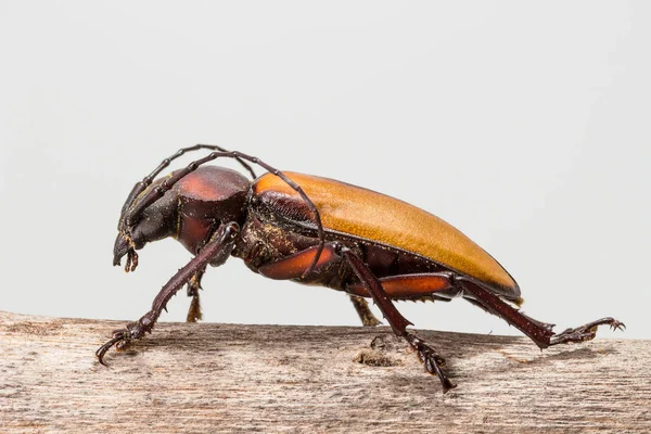 Besouro-da-índia (Rhaphipodus fruhstorferi), besouro — Fotografia de Stock