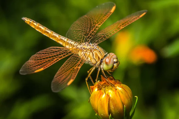 Yusufçuk, cosmos çiçek böcek