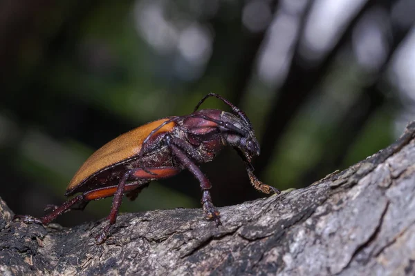 Tesaříkovití (Rhaphipodus fruhstorferi), brouk — Stock fotografie