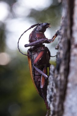 Longhorn böcek (Rhaphipodus fruhstorferi), Beetle
