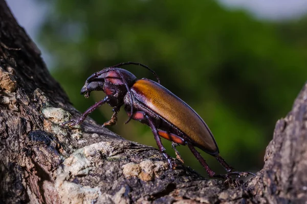 Жук Лонгхорн (Rhaphipodus fruhstorferi), Жук — стоковое фото