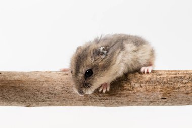 Küçük ve şirin Hamster