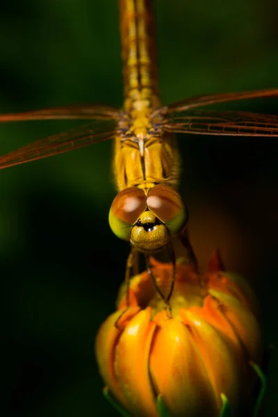 Стрекоза, насекомое на цветке космоса — стоковое фото