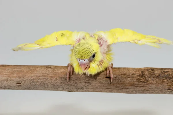 Kuiken Budgie, Budgarigar vogel Chick — Stockfoto