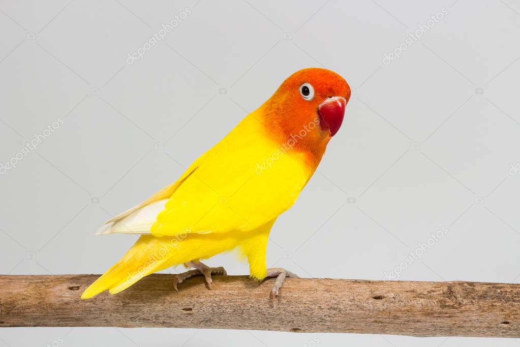 Double Yellow Lovebird — Stock Photo © suwatsir #129547004