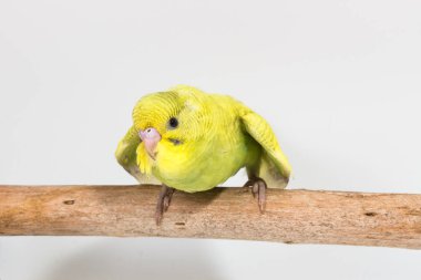 Piliç muhabbet kuşu, Budgarigar kuş piliç