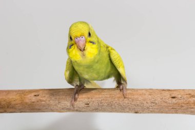 Piliç muhabbet kuşu, Budgarigar kuş piliç