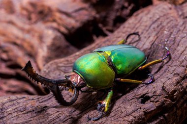 Yeşil Stag Beetle (Lamprima adolphinae)