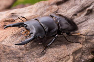 Geyik böceği (Serrognathus lineatopunctatus lineatopunctatus) ins