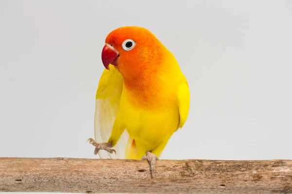 Подвійний жовтий невеликий папуга — стокове фото