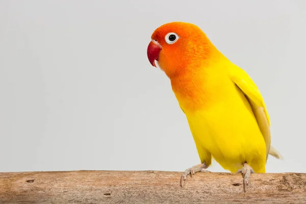 Amarelo duplo Lovebird — Fotografia de Stock