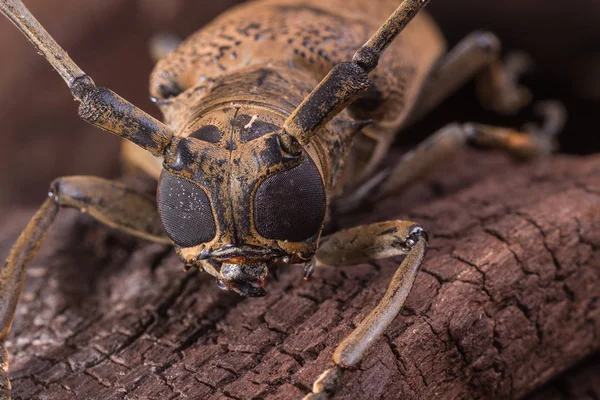 Big Eye Long horned Beetle — Stock Photo, Image