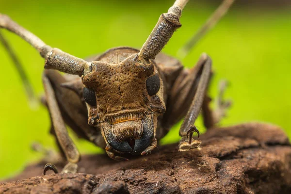 Escarabajo de cuerno largo (Paraleprodera inidiosa), Escarabajo — Foto de Stock
