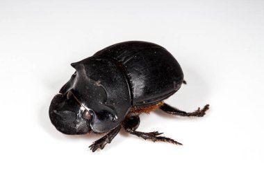 Böceği (Catharsius molossus) Rhino Beetle