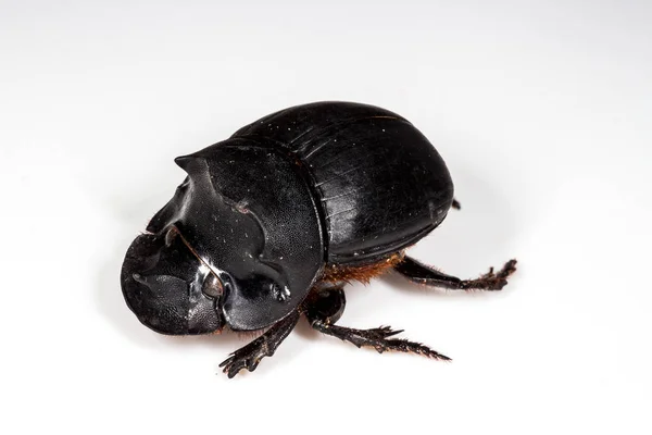 Escarabajo (Catharsius molossus) Escarabajo Rhino — Foto de Stock