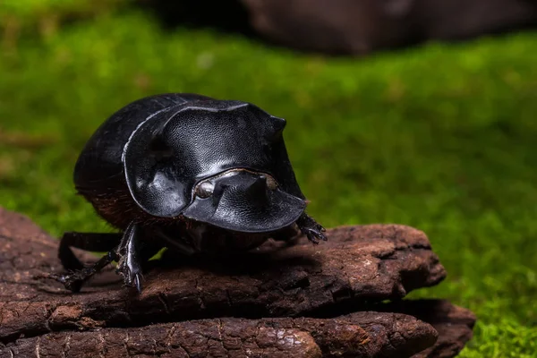 Escarabajo (Catharsius molossus) Escarabajo Rhino — Foto de Stock