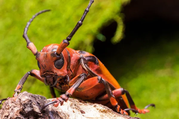 Escarabajo de cuerno largo (Loesse sanguinolenta), Escarabajo — Foto de Stock