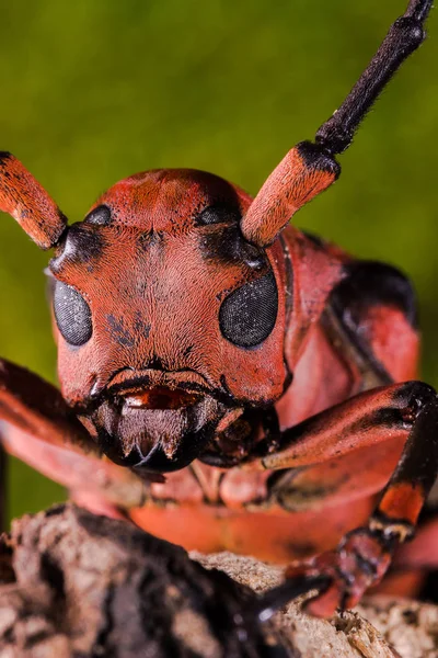 Laubholzbockkäfer (loesse sanguinolenta), — Stockfoto