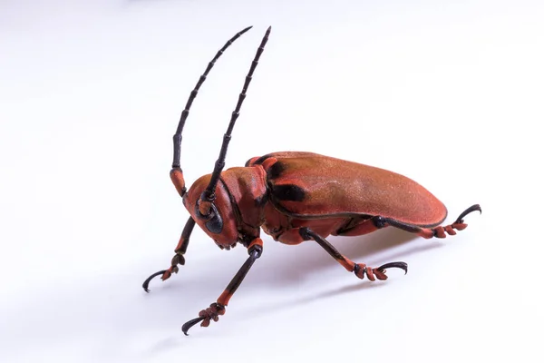 Escarabajo de cuerno largo (Loesse sanguinolenta), Escarabajo — Foto de Stock