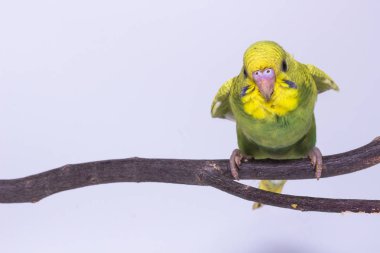 Budgarigar, muhabbet kuşu kuş