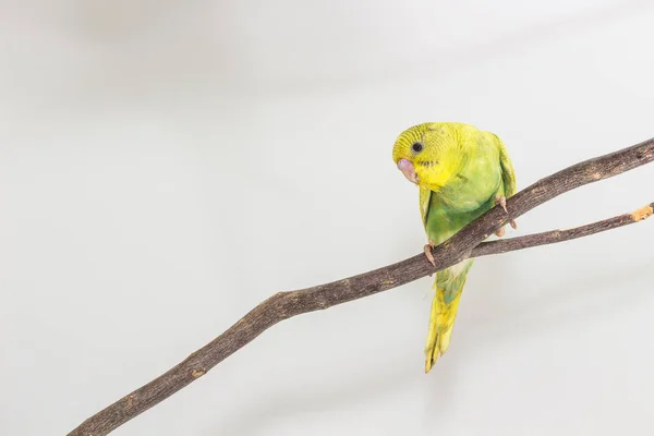 Budgarigar, Budgie Bird — Stock Photo, Image