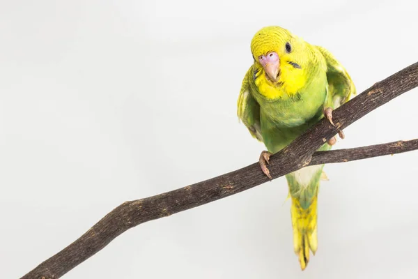 Budgarigar, pássaro de Budgie — Fotografia de Stock