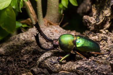 Yeşil Stag Beetle (Lamprima adolphinae)