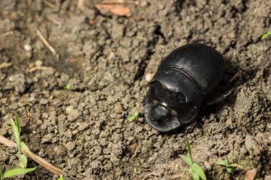 Böceği (Catharsius molossus) Rhino Beetle