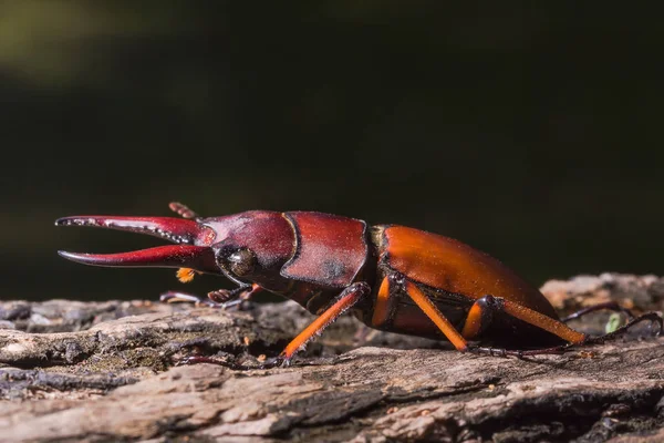 锹虫 (Prosopocoilus kannegieteri) 的甲虫昆虫 — 图库照片