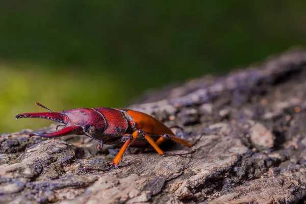 锹虫 (Prosopocoilus kannegieteri) 的甲虫昆虫 — 图库照片