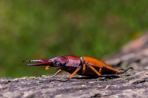 Hirschkäfer (prosopocoilus kannegieteri) — Stockfoto